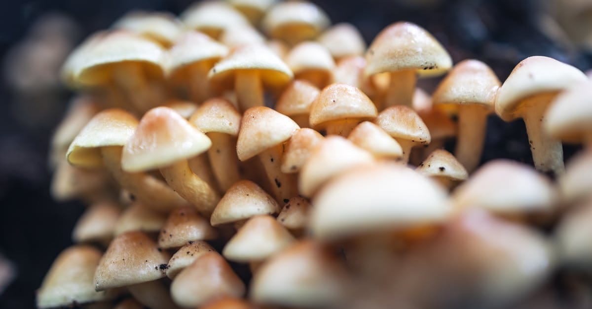 Écologie Intégrée : La Révolution Verte des Politiques Environnementales