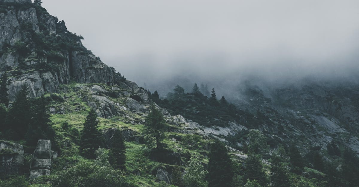 découvrez les principes écologiques fondamentaux qui guident la protection de notre environnement. apprenez comment ces concepts clés influencent la durabilité et la conservation des écosystèmes pour un avenir plus vert.