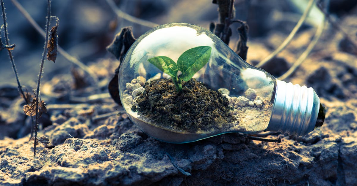 découvrez les principes écologiques qui régissent notre environnement. apprenez comment ces concepts fondamentaux peuvent guider nos actions vers une durabilité accrue et un respect de la biodiversité. explorez l'importance de l'équilibre des écosystèmes et les solutions pour un futur plus vert.