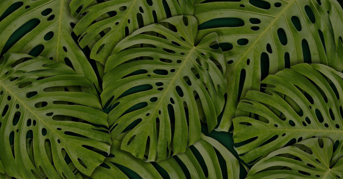 découvrez l'univers du green design, où l'esthétique rencontre la durabilité. explorez des solutions innovantes et écologiques pour un intérieur harmonieux et respectueux de l'environnement.