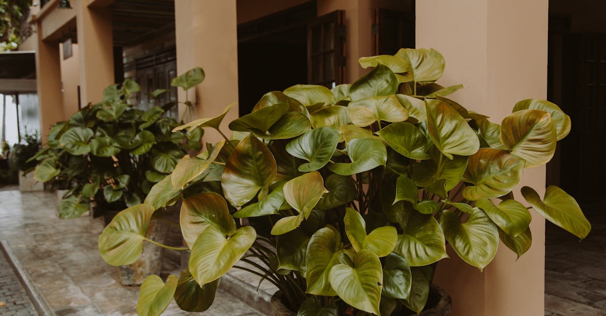 découvrez l'univers du green design, une approche innovante alliant durabilité et esthétique. explorez comment l'éco-conception transforme les espaces et produits en intégrant des matériaux respectueux de l'environnement tout en préservant le style et le confort.