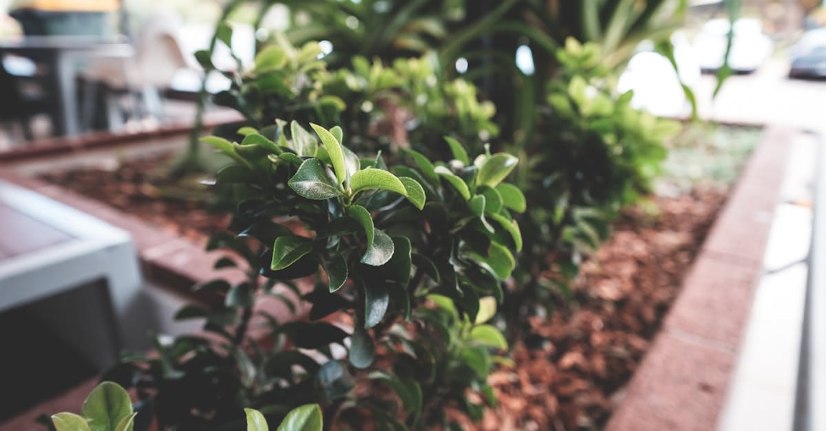 découvrez le design vert : une approche innovante et durable pour créer des espaces esthétiques tout en respectant l'environnement. apprenez comment le green design transforme vos projets en alliant écologie et esthétisme.