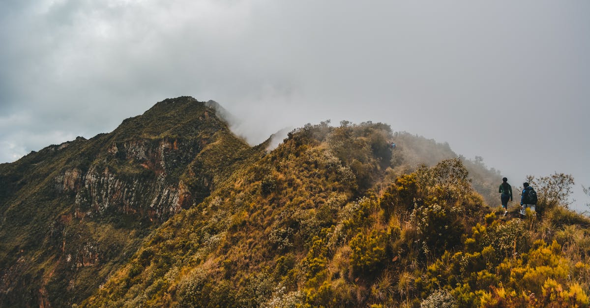 explorez les défis de l'écologie intégrée, un domaine qui examine les interactions complexes entre les systèmes écologiques et humains. découvrez comment ces enjeux impactent notre environnement et les solutions innovantes pour promouvoir une coexistence durable.