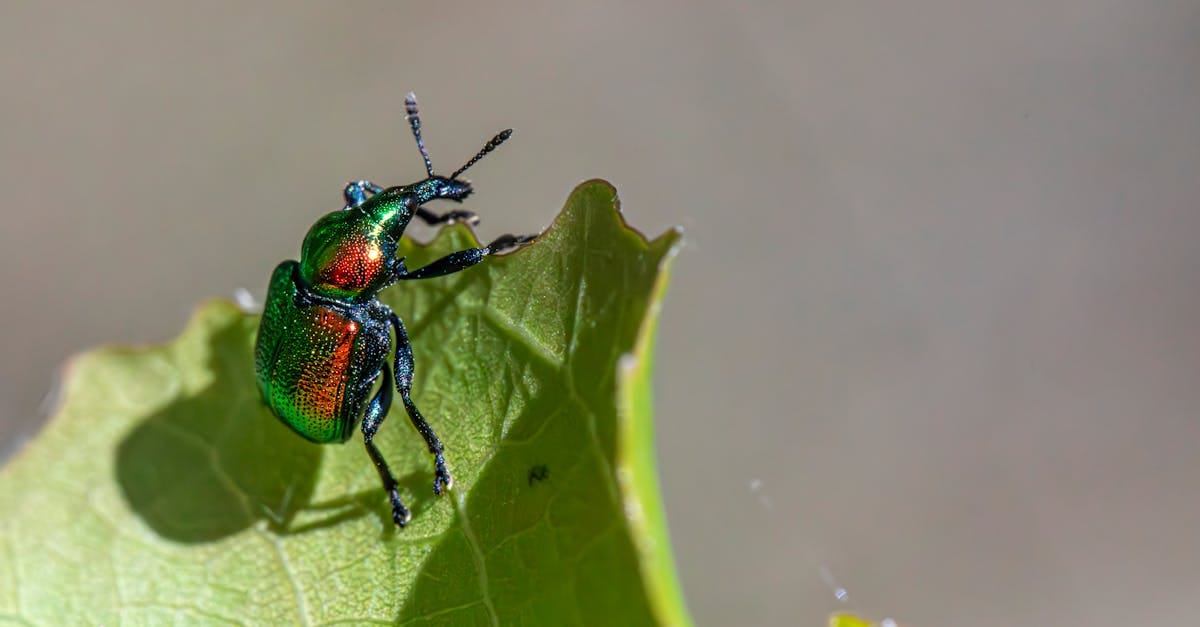 découvrez l'écologie intégrée : une approche innovante qui combine la biodiversité, les systèmes naturels et les dynamiques humaines pour promouvoir un environnement durable et équilibré. explorez les stratégies et solutions pour préserver notre planète tout en assurant le bien-être socio-économique.