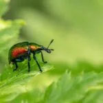 découvrez les défis de l'écologie intégrée, un domaine qui fusionne sciences environnementales et approches interdisciplinaires pour résoudre les problématiques écologiques contemporaines. explorez les solutions innovantes et les stratégies durables pour préserver notre planète.